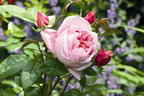 Nostalgie®-Edelrose 'Schöne Maid' ® - Rosa 'Schöne Maid' ®