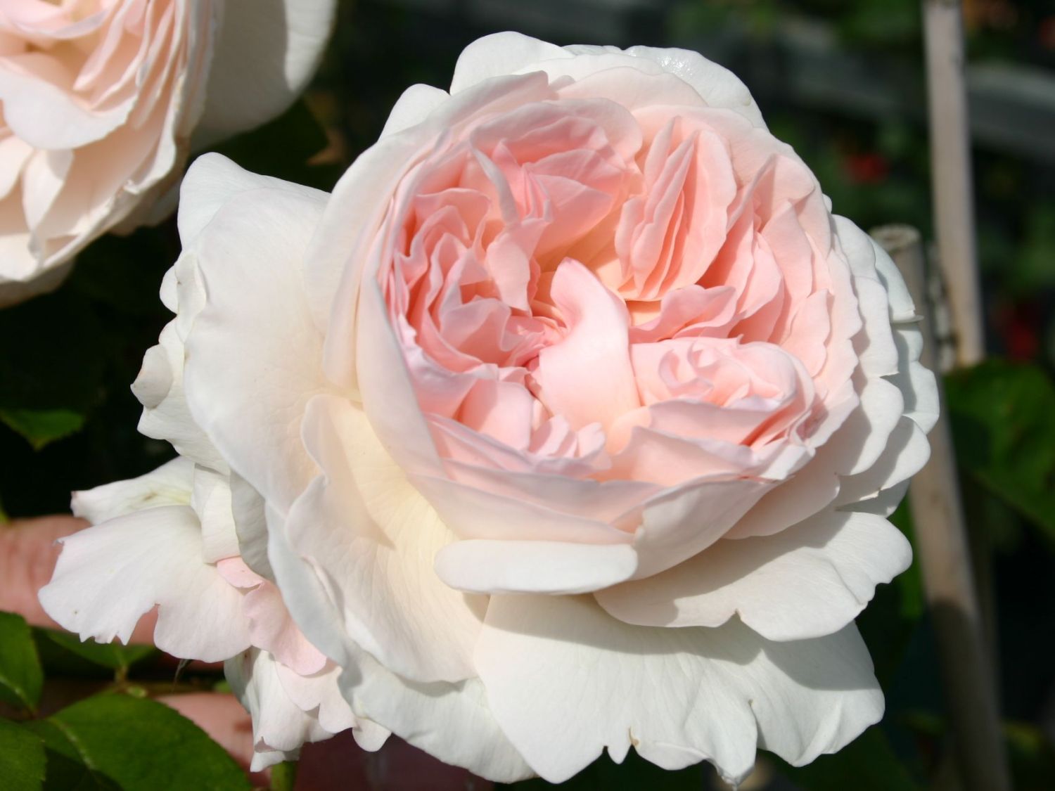 Strauchrose 'Sebastian KNEIPP' ®