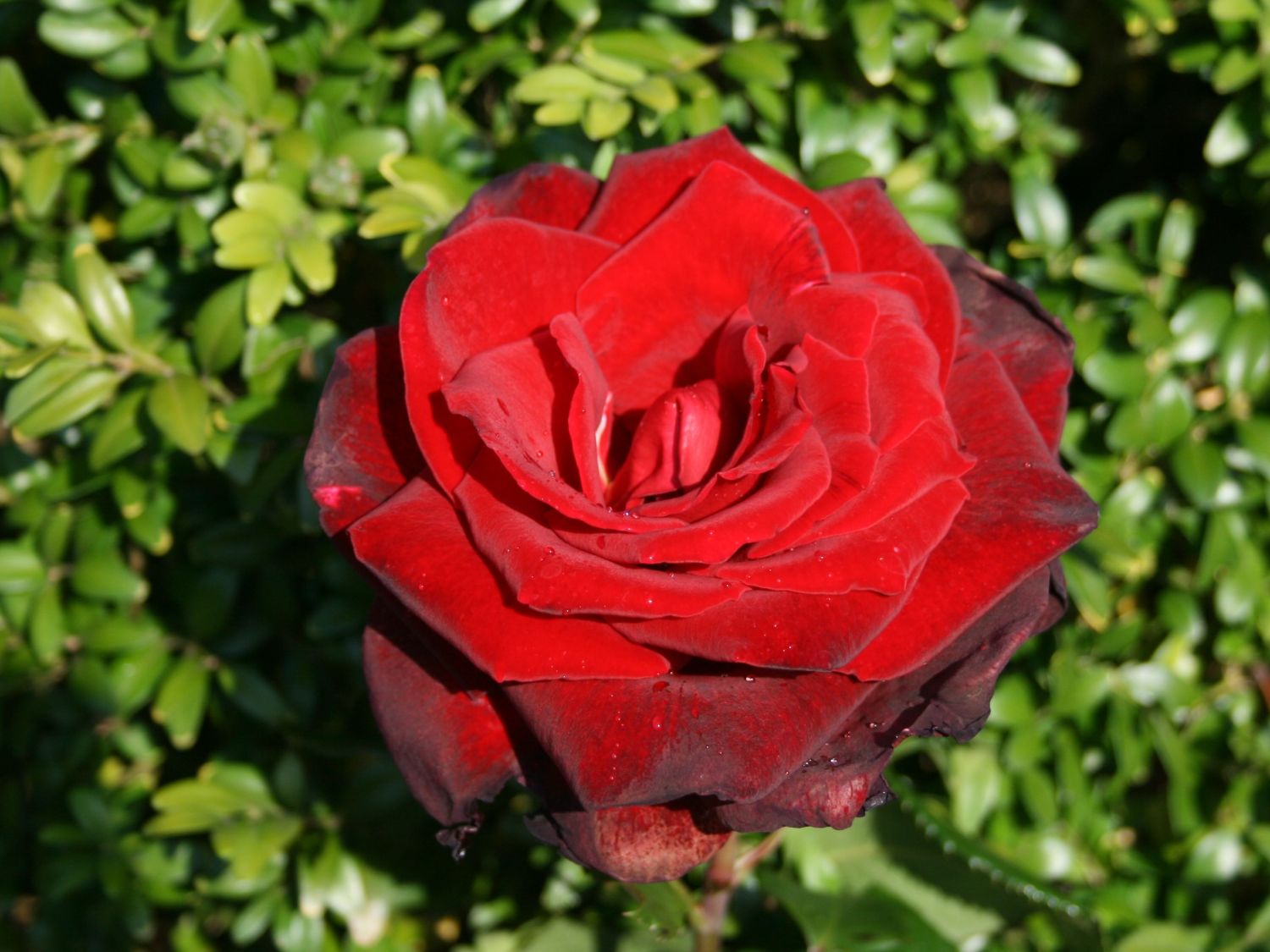 Edelrose 'Sommerduft' ®
