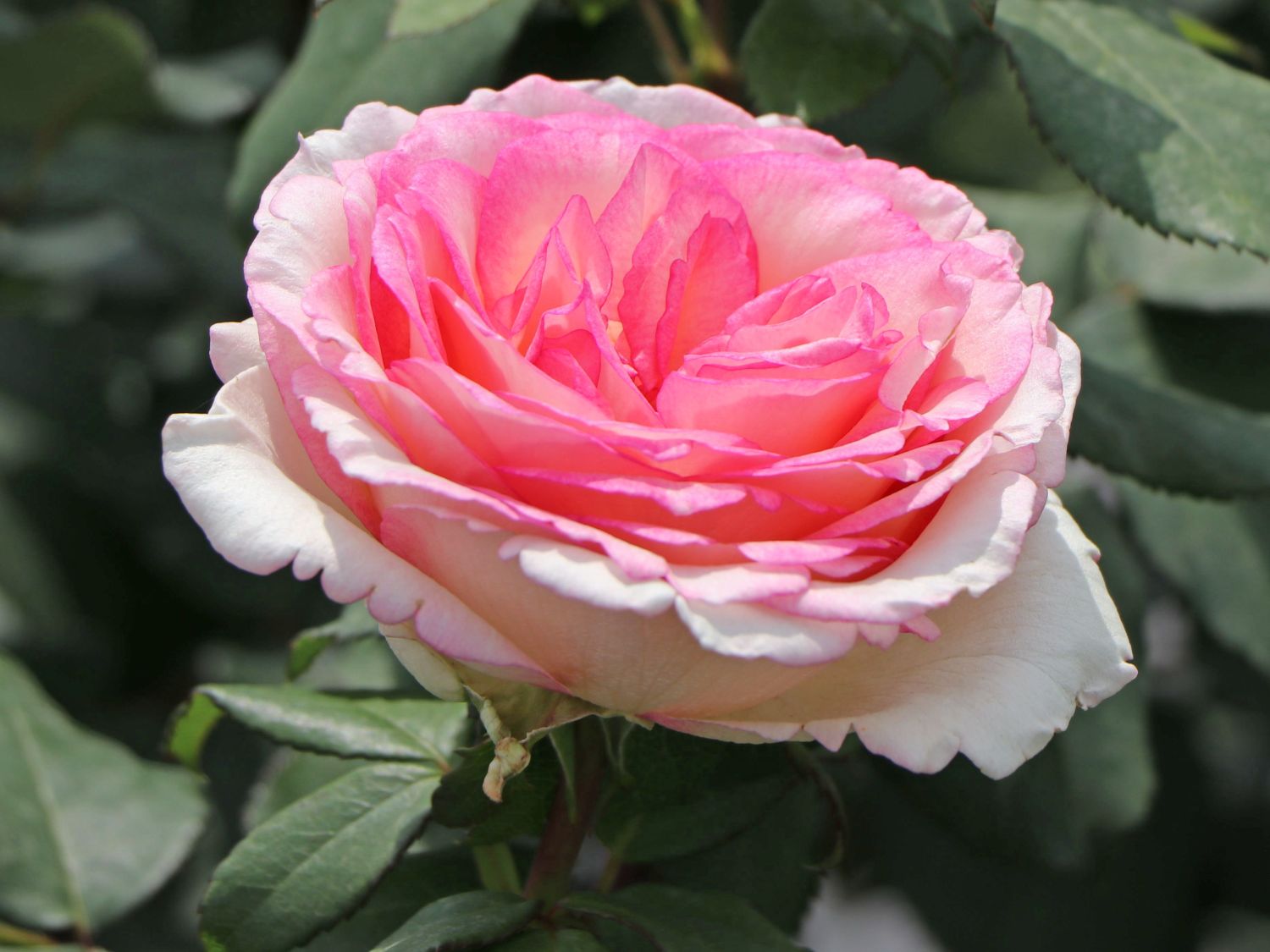 Edelrose 'Souvenir de Baden-Baden' ®