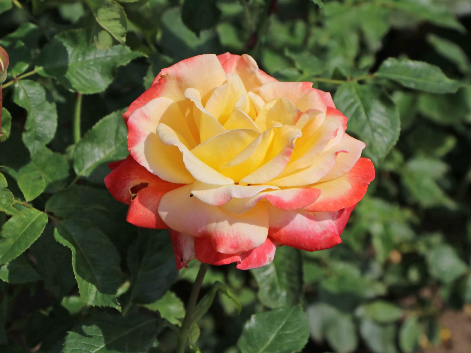 Edelrose 'Speelwark' ®