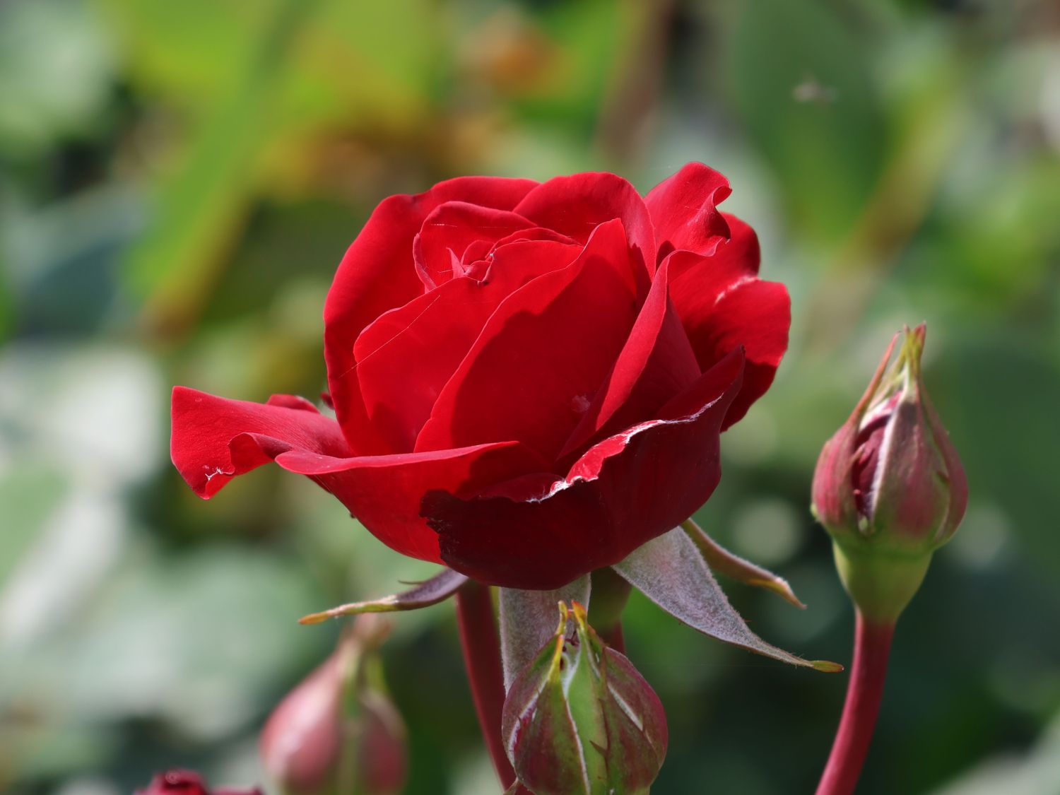 Edelrose 'Störtebeker' ® - Rosa 'Störtebeker' ®