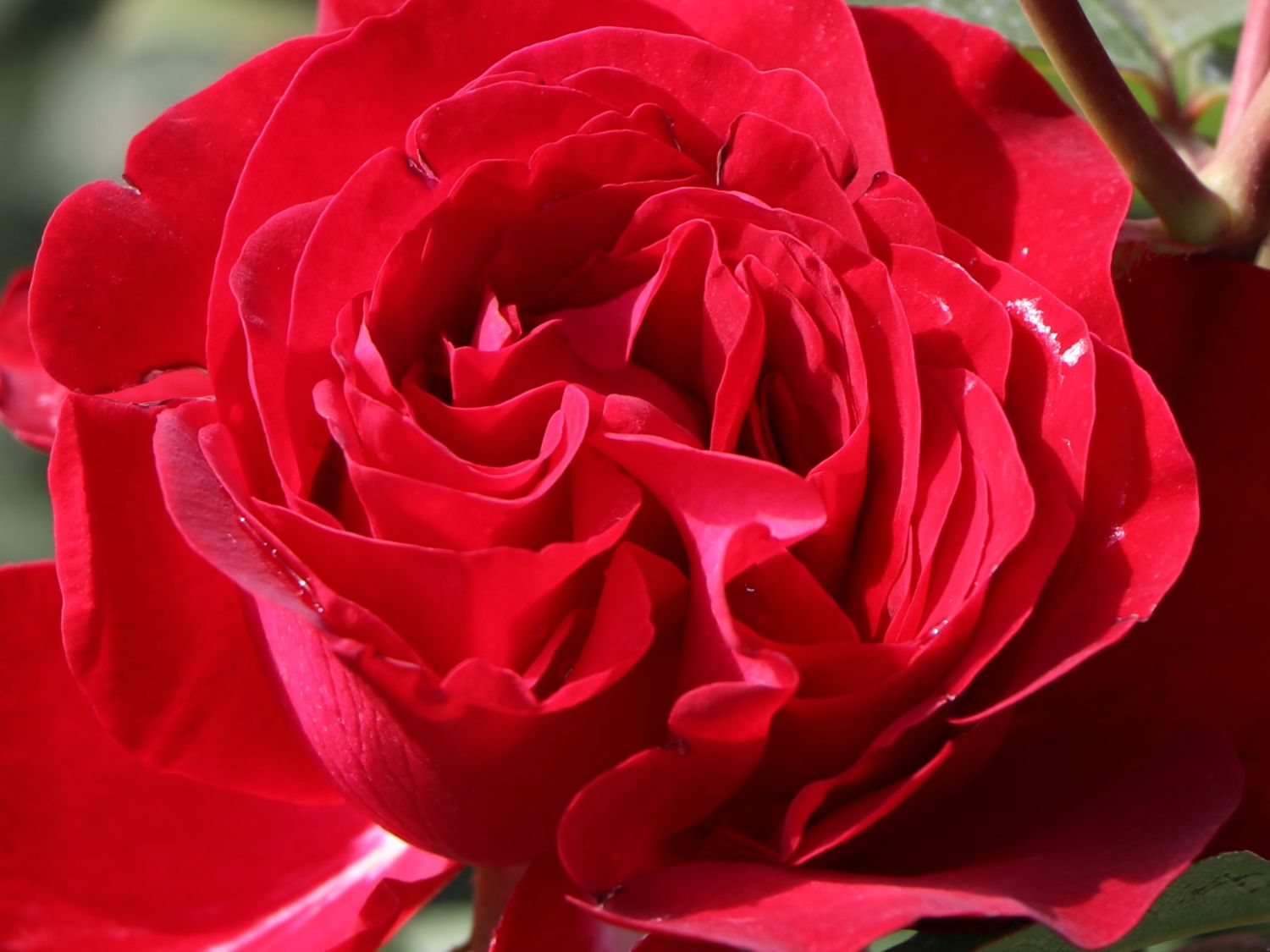 Edelrose 'Störtebeker' ® - Rosa 'Störtebeker' ®