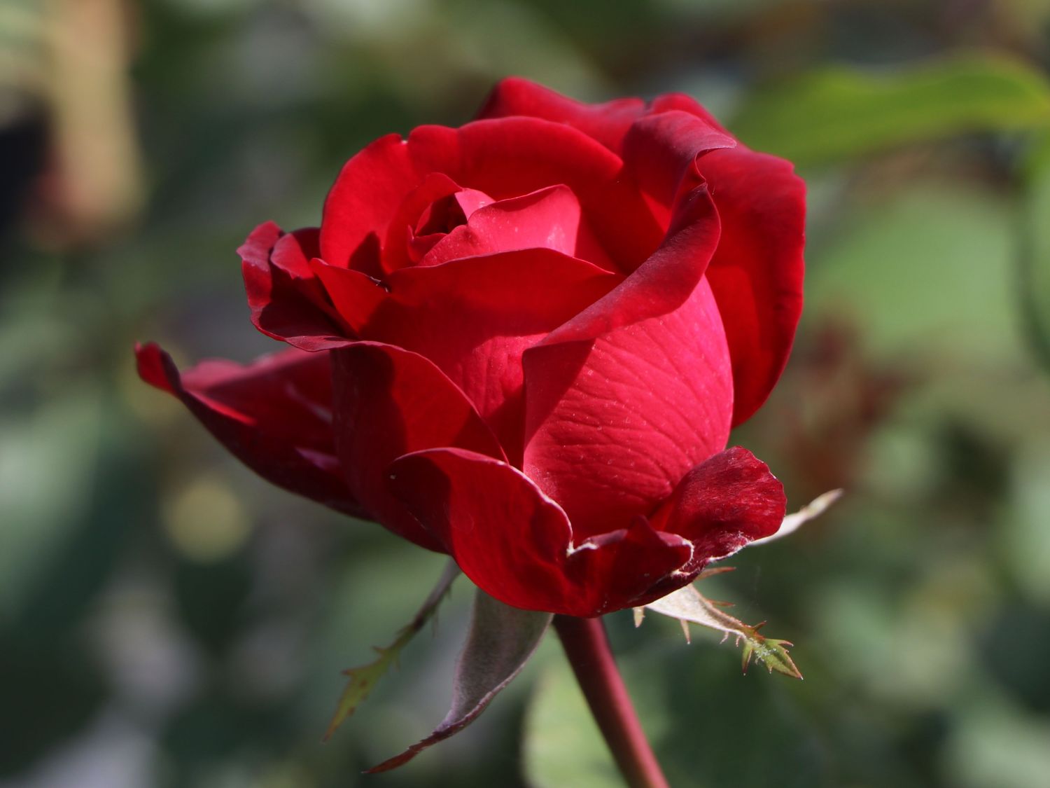 Edelrose 'Störtebeker' ® - Rosa 'Störtebeker' ®