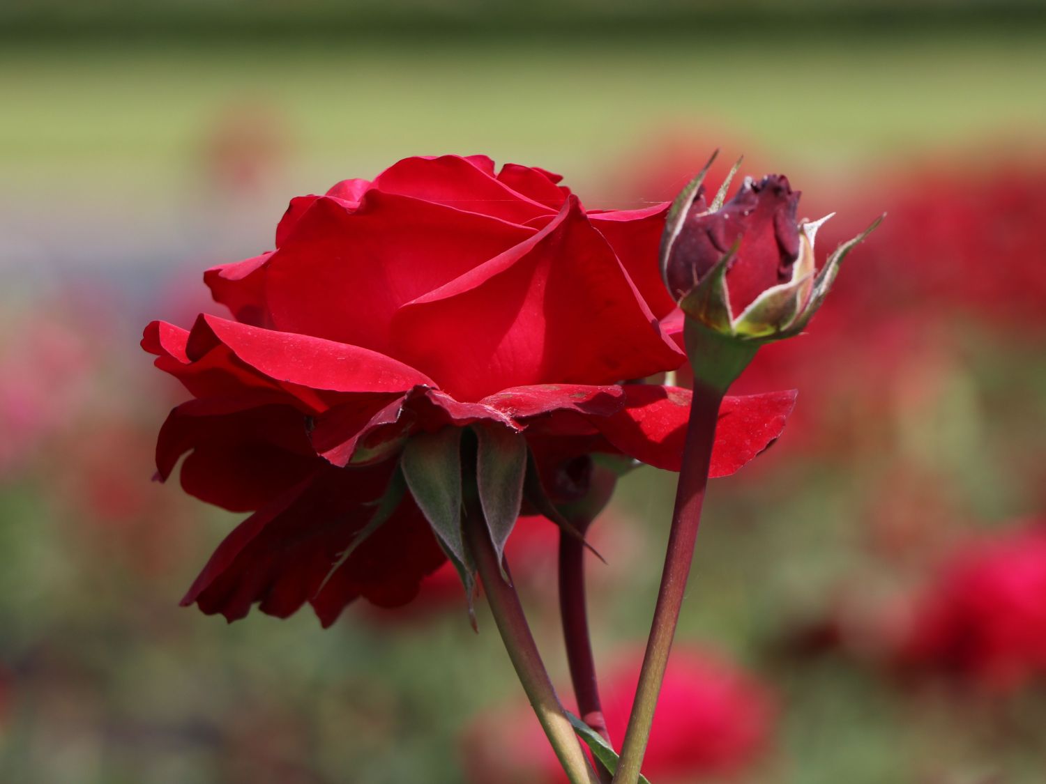 Edelrose 'Störtebeker' ® - Rosa 'Störtebeker' ®