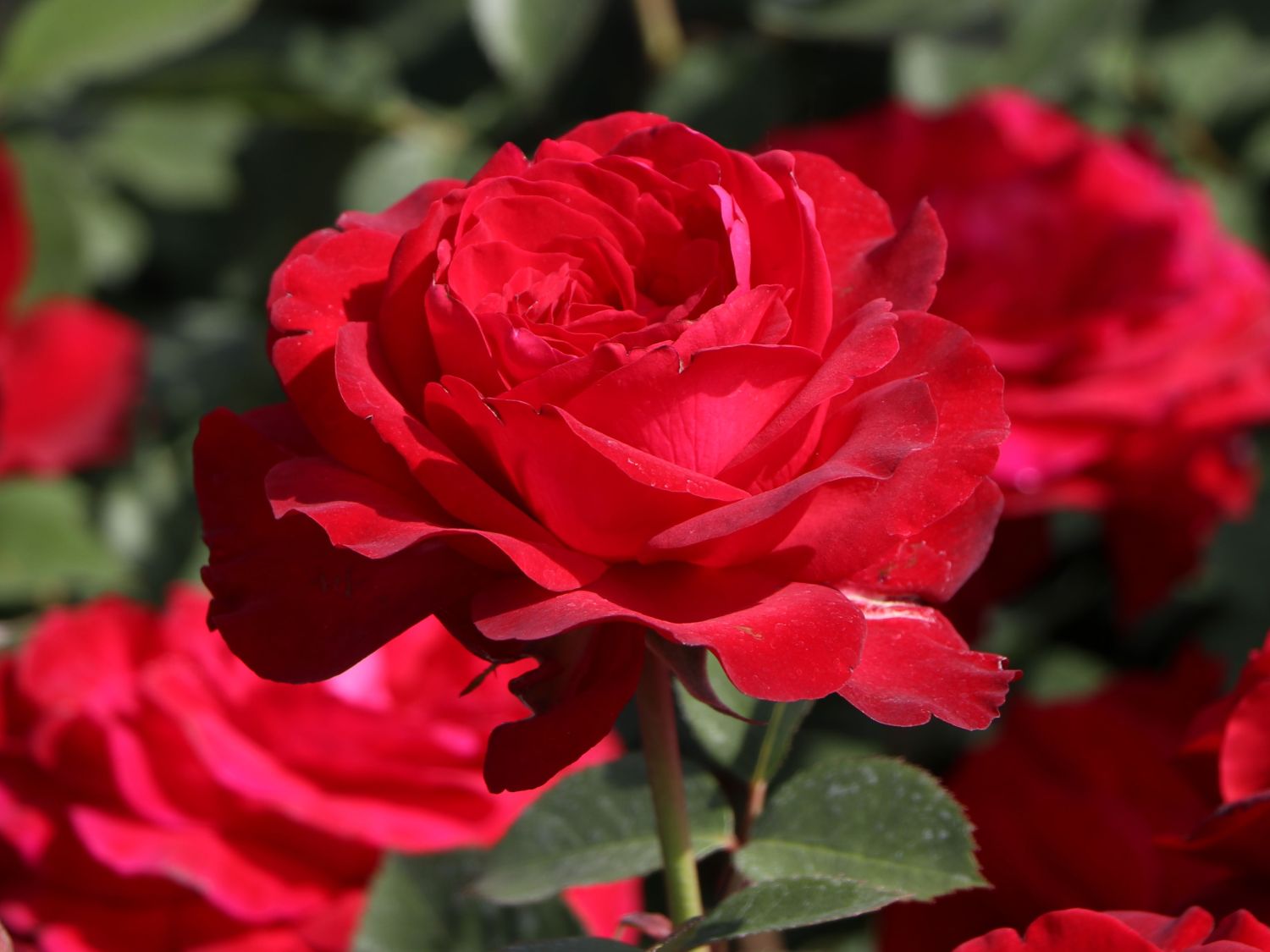 Edelrose 'Störtebeker' ® - Rosa 'Störtebeker' ®