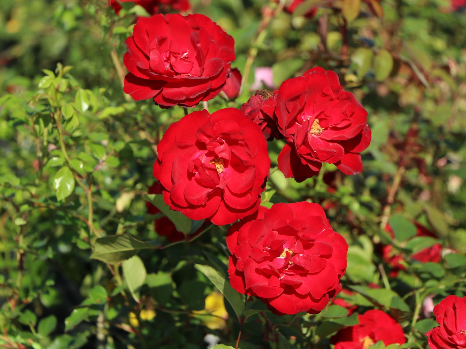 Edelrose 'Störtebeker' ® - Rosa 'Störtebeker' ®