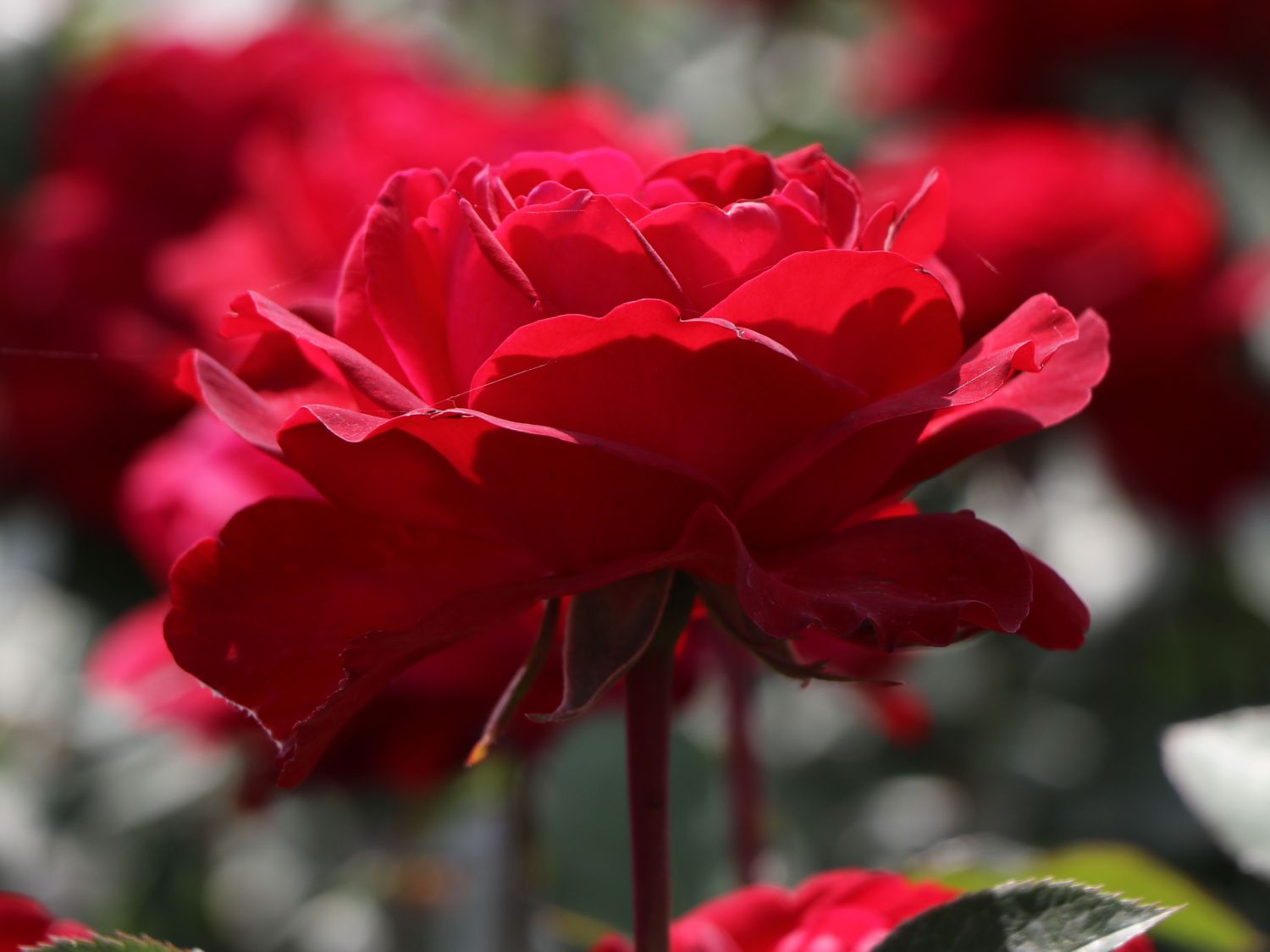 Edelrose 'Störtebeker' ® - Rosa 'Störtebeker' ®