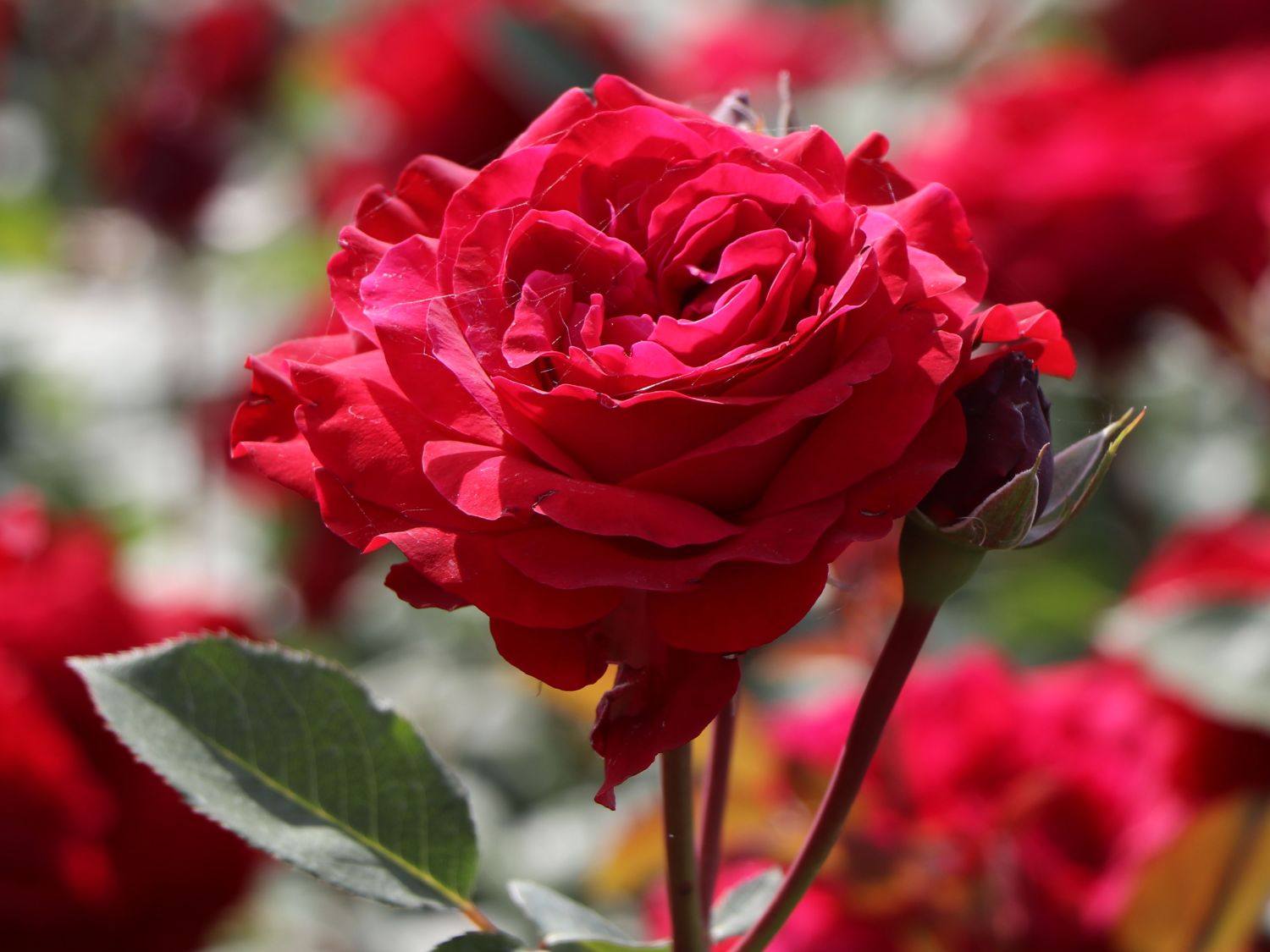 Edelrose 'Störtebeker' ® - Rosa 'Störtebeker' ®