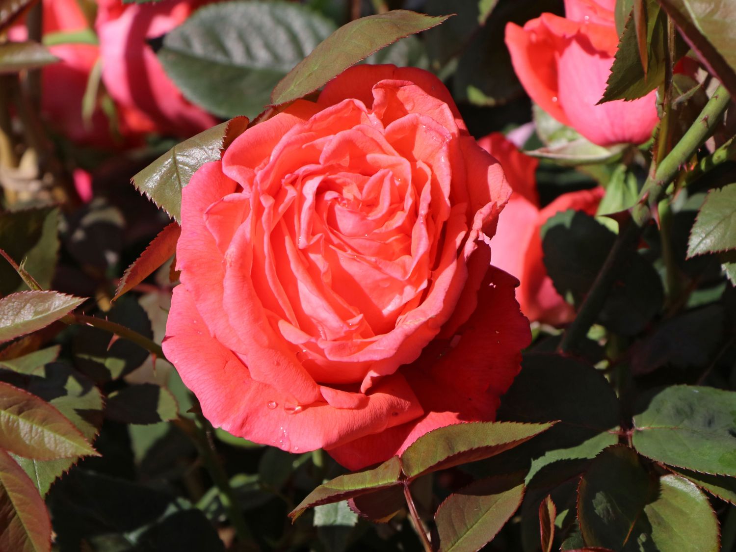 Edelrose 'Super Star' ®