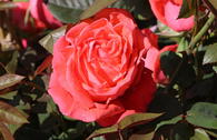 Edelrose 'Super Star' ®