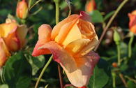 Edelrose 'Sutter's Gold'