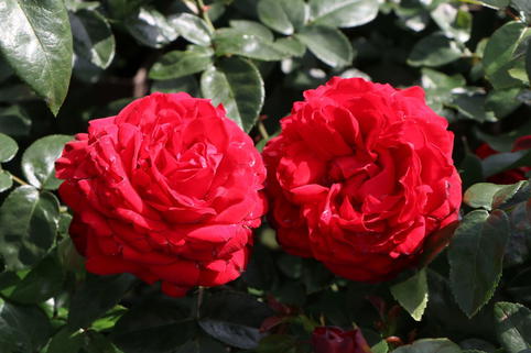 Edelrose 'Tiamo' ® - Rosa 'Tiamo' ®