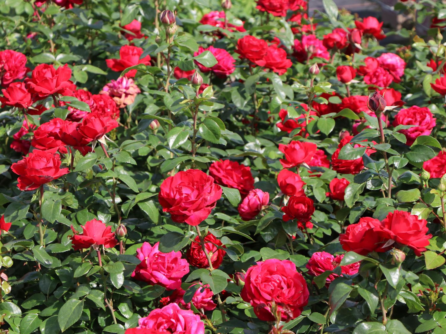 Edelrose 'Tiamo' ® - Rosa 'Tiamo' ®
