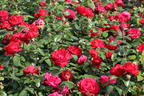 Edelrose 'Tiamo' ® - Rosa 'Tiamo' ®