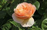 Edelrose 'Tropicana' ®