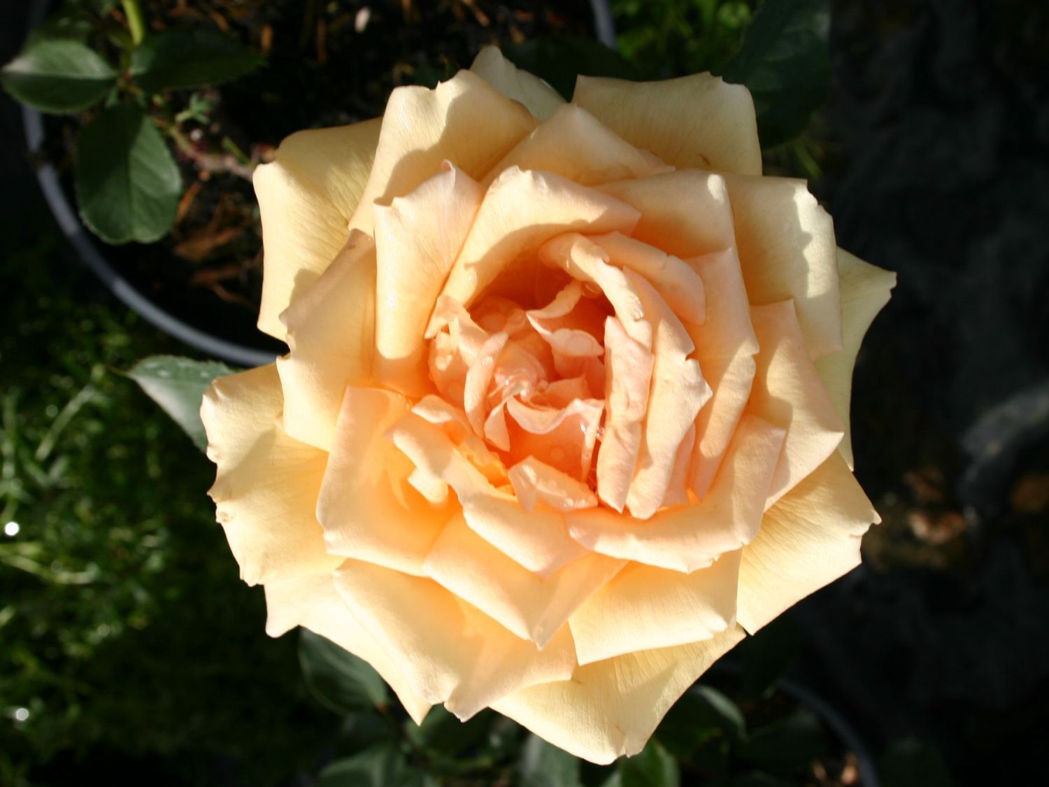 Edelrose 'Valencia' ®