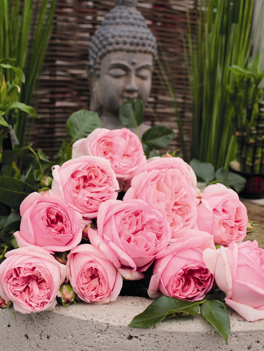 Nostalgie®-Edelrose 'Voyage' ® - Rosa 'Voyage' ®