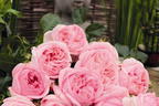 Nostalgie®-Edelrose 'Voyage' ® - Rosa 'Voyage' ®