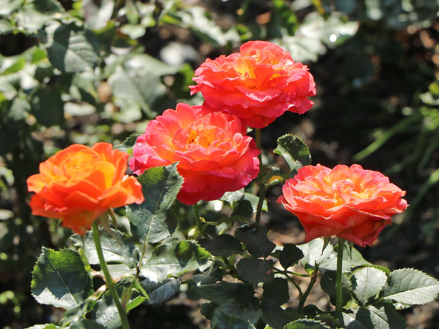 Edelrose 'Vulcano' ®
