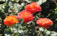 Edelrose 'Vulcano' ®