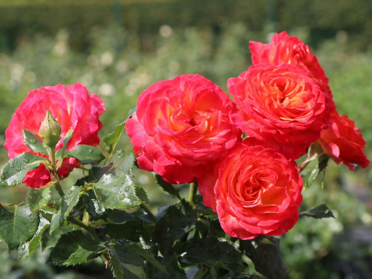 Edelrose 'Vulcano' ® - Rosa 'Vulcano' ® ADR-Rose