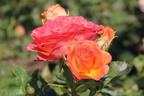 Edelrose 'Vulcano' ® - Rosa 'Vulcano' ® ADR-Rose