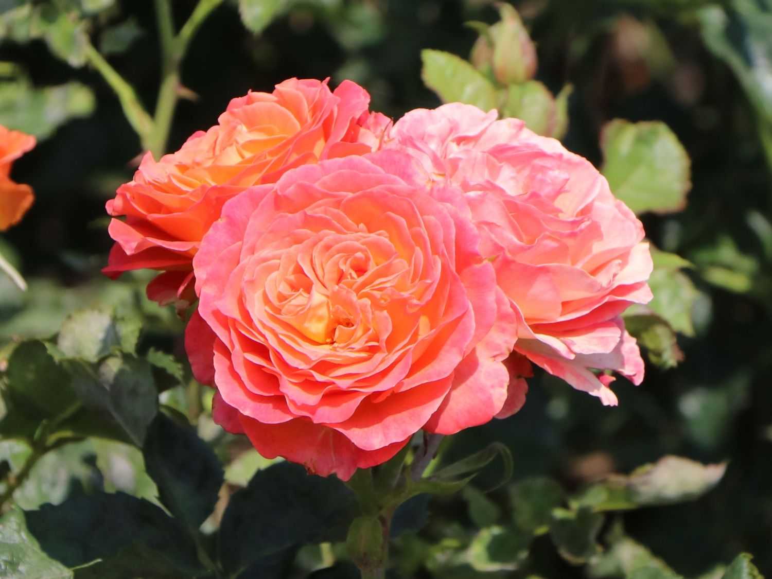 Edelrose 'Vulcano' ® - Rosa 'Vulcano' ® ADR-Rose