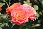 Edelrose 'Vulcano' ® - Rosa 'Vulcano' ® ADR-Rose