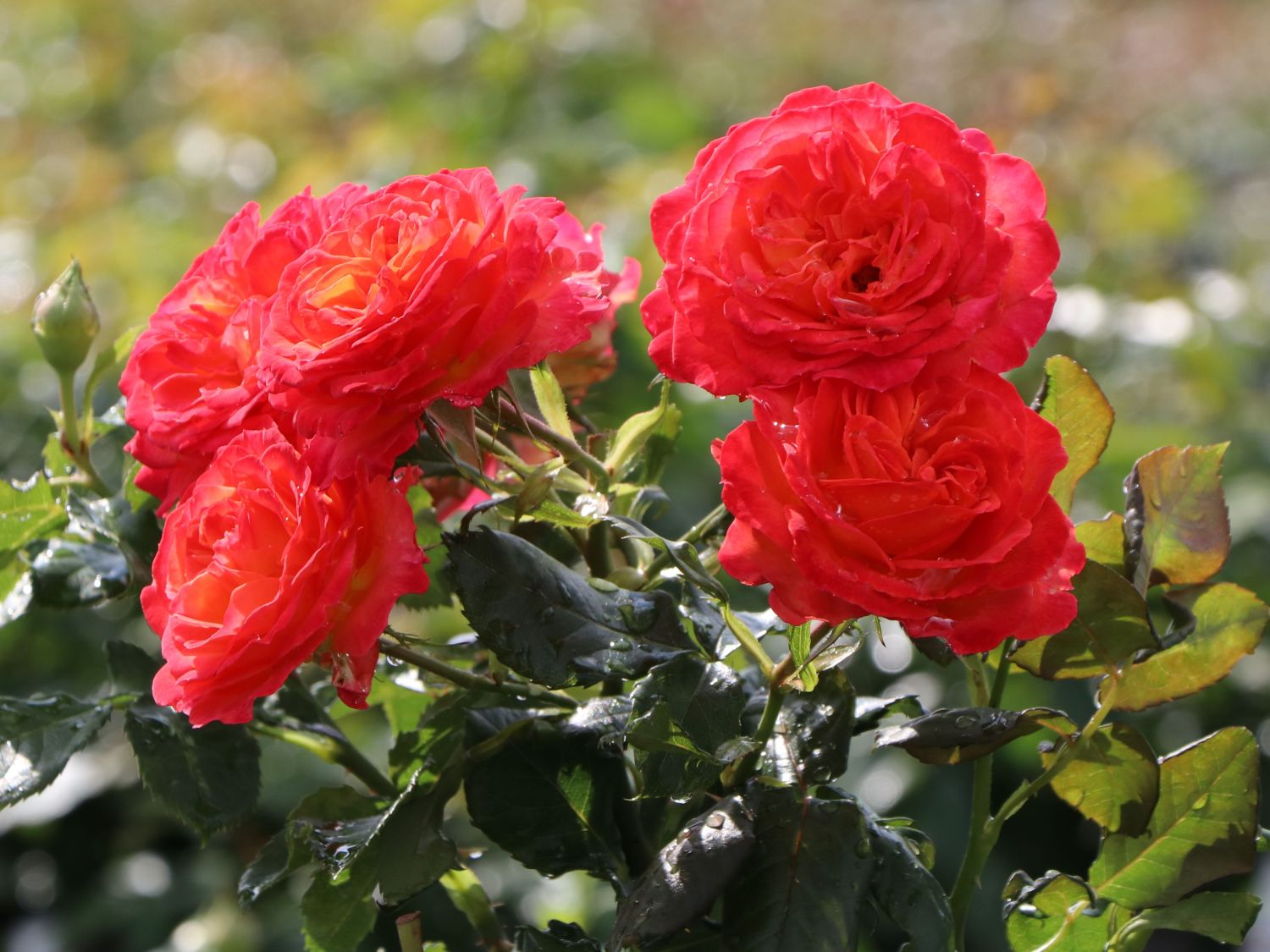 Edelrose 'Vulcano' ® - Rosa 'Vulcano' ® ADR-Rose