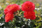 Edelrose 'Vulcano' ® - Rosa 'Vulcano' ® ADR-Rose