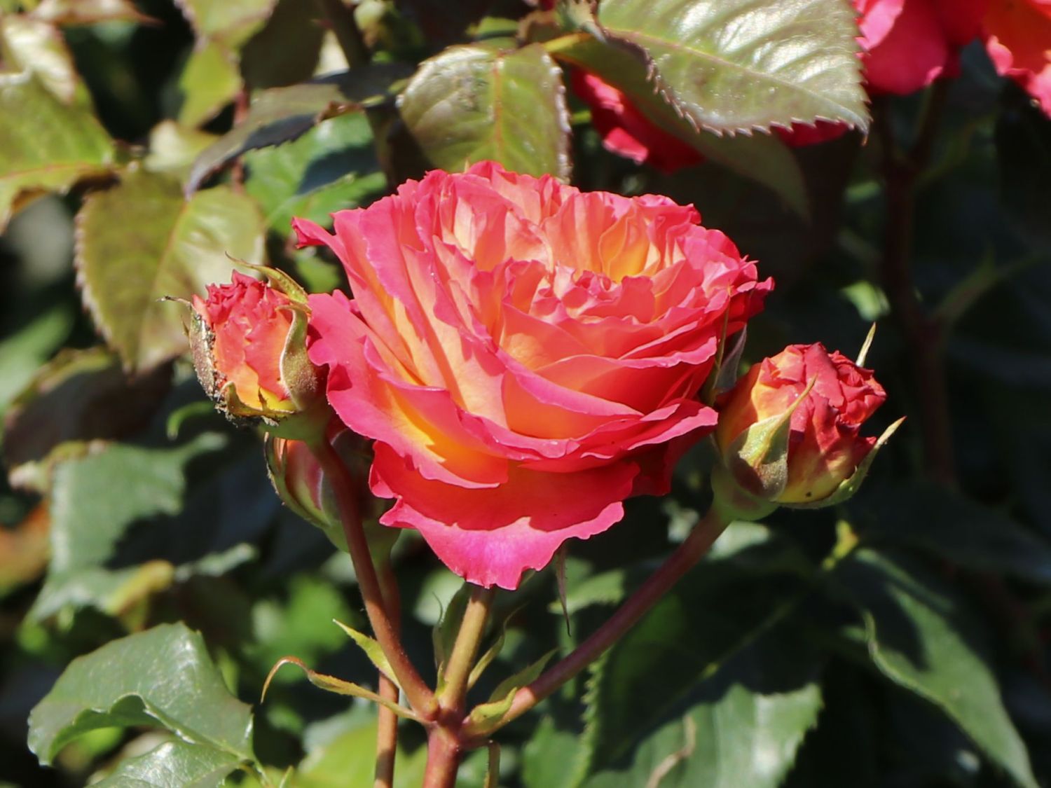 Edelrose 'Vulcano' ® - Rosa 'Vulcano' ® ADR-Rose