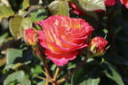 Edelrose 'Vulcano' ® - Rosa 'Vulcano' ® ADR-Rose
