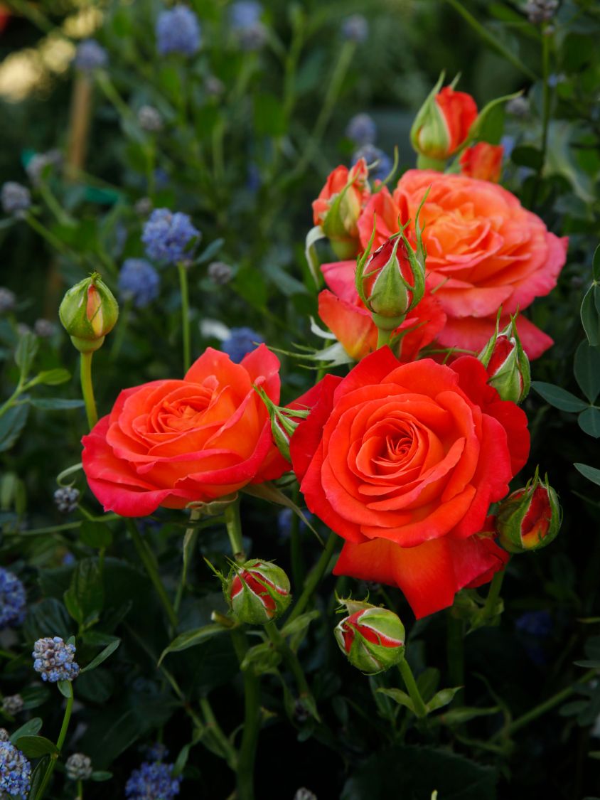 Edelrose 'Vulcano' ® - Rosa 'Vulcano' ® ADR-Rose