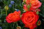 Edelrose 'Vulcano' ® - Rosa 'Vulcano' ® ADR-Rose