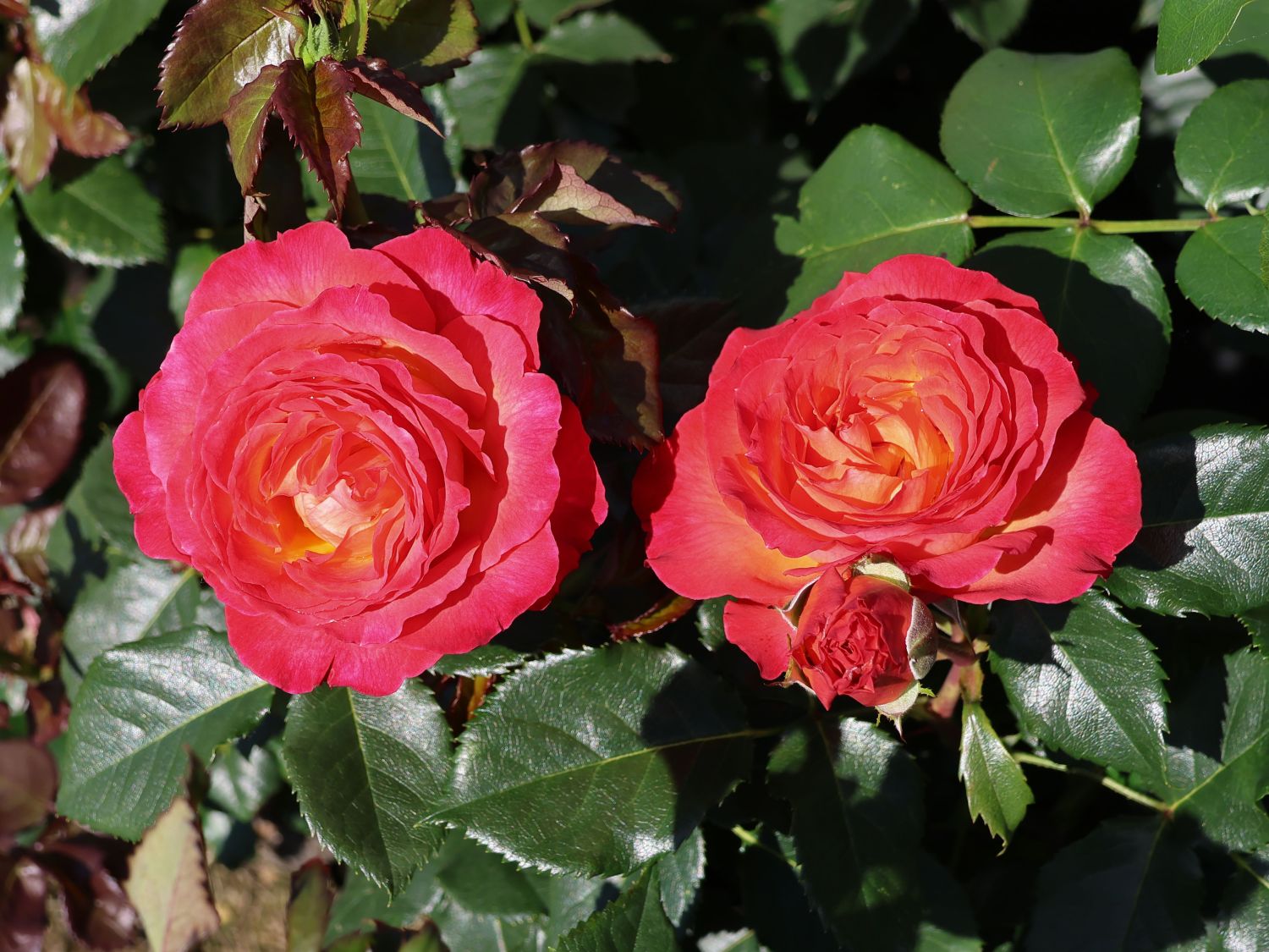 Edelrose 'Vulcano' ® - Rosa 'Vulcano' ® ADR-Rose