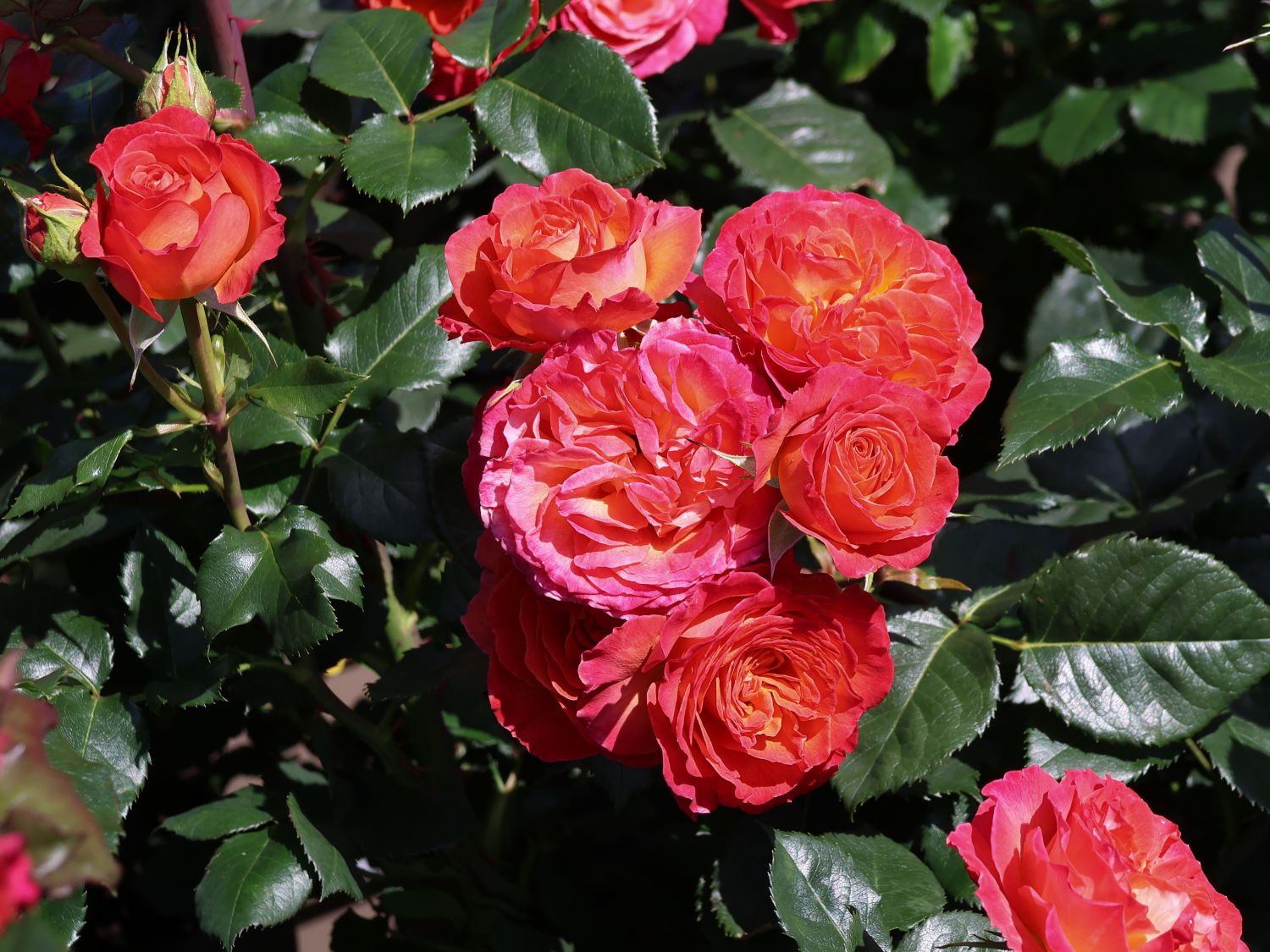 Edelrose 'Vulcano' ® - Rosa 'Vulcano' ® ADR-Rose