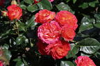 Edelrose 'Vulcano' ® - Rosa 'Vulcano' ® ADR-Rose