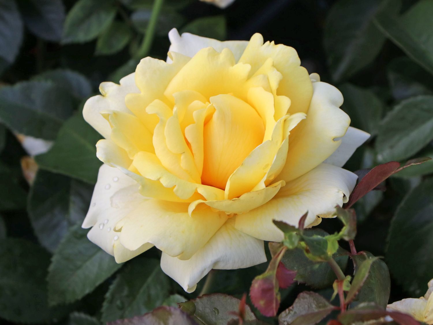 Edelrose 'Winter Sun' ®
