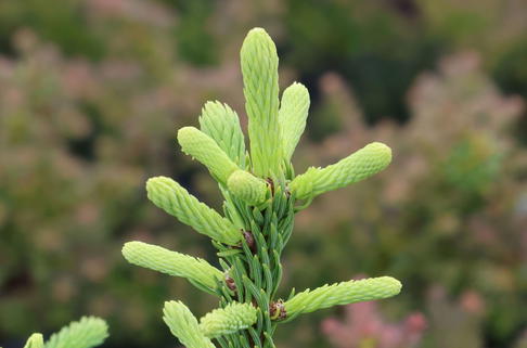 Edeltanne 'Rat Tail' - Abies procera 'Rat Tail'