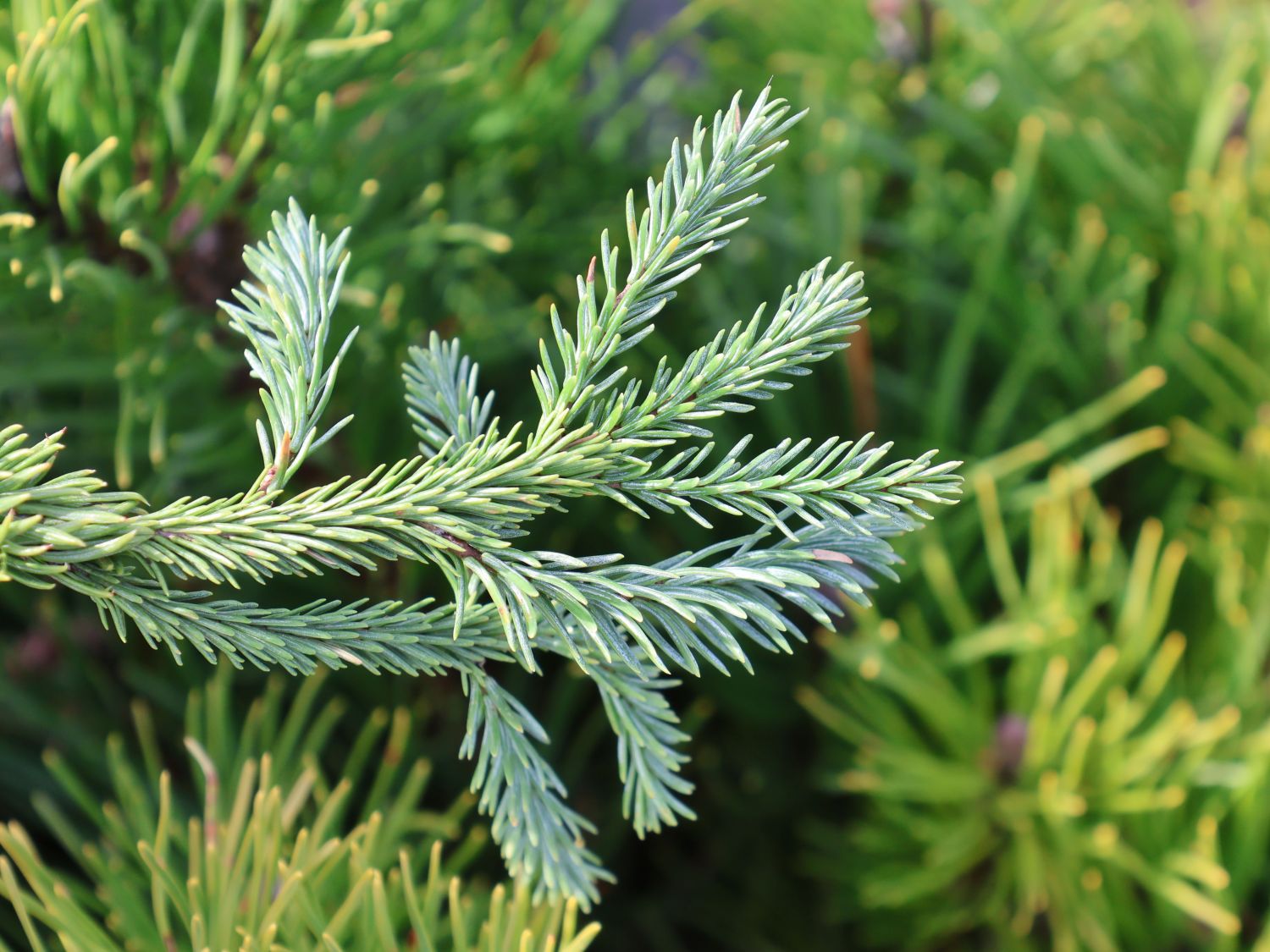 Edeltanne 'Rat Tail' - Abies procera 'Rat Tail'