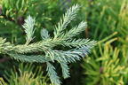 Edeltanne 'Rat Tail' - Abies procera 'Rat Tail'