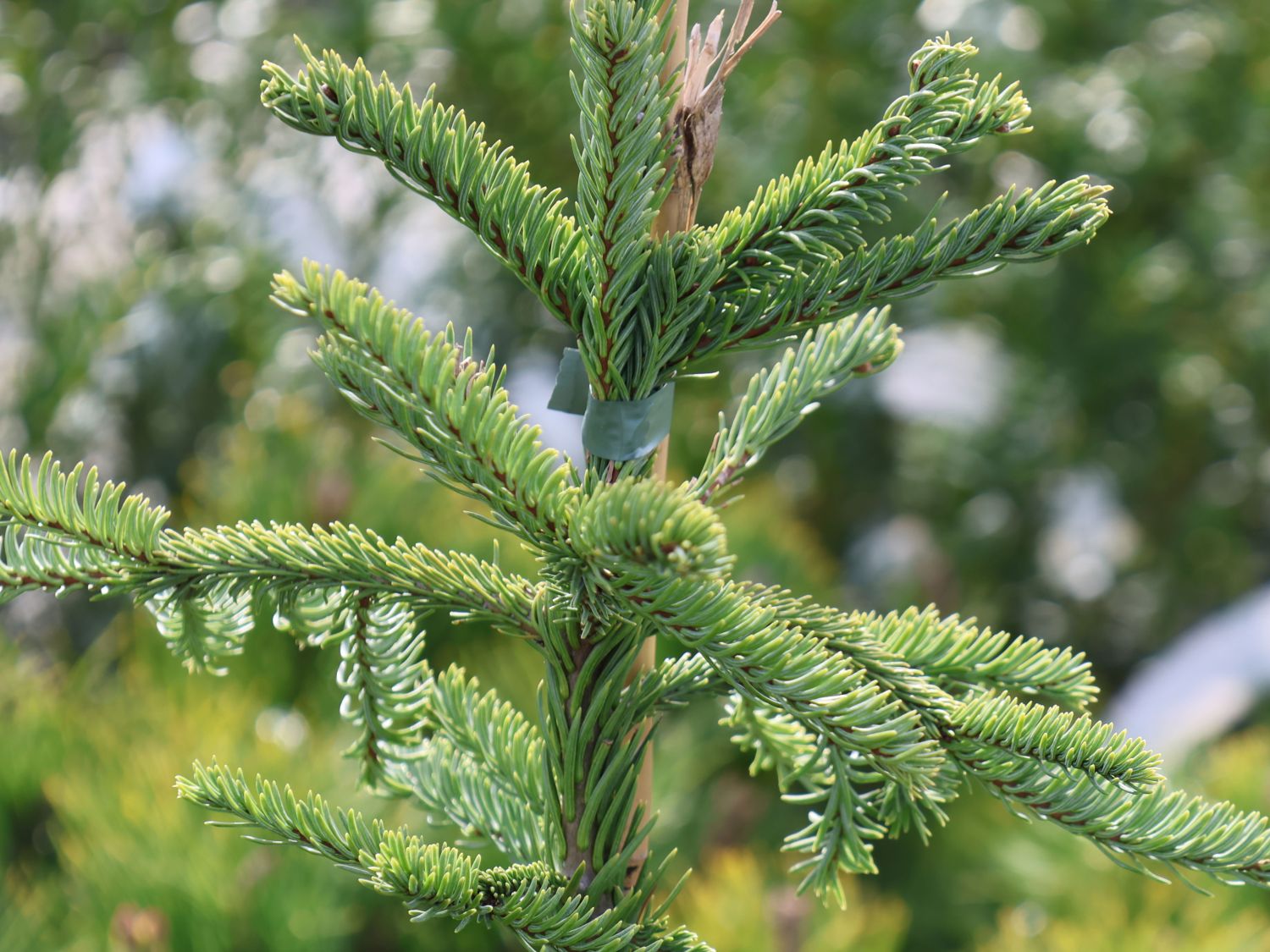 Edeltanne 'Rat Tail' - Abies procera 'Rat Tail'