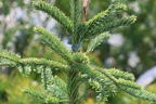 Edeltanne 'Rat Tail' - Abies procera 'Rat Tail'