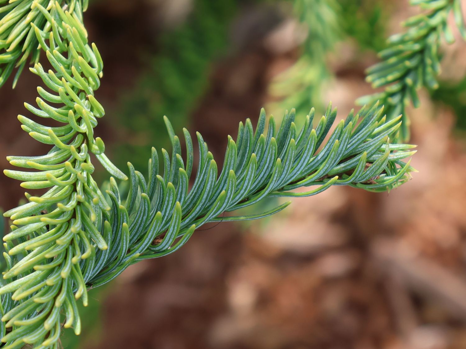 Edeltanne 'Rat Tail' - Abies procera 'Rat Tail'