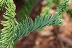 Edeltanne 'Rat Tail' - Abies procera 'Rat Tail'