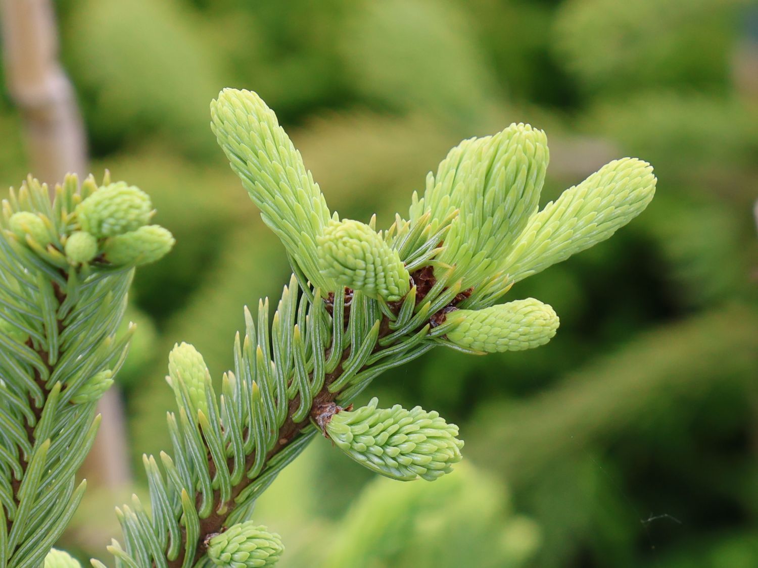 Edeltanne 'Rat Tail' - Abies procera 'Rat Tail'