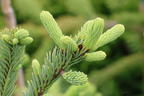 Edeltanne 'Rat Tail' - Abies procera 'Rat Tail'