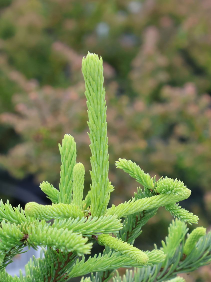 Edeltanne 'Rat Tail' - Abies procera 'Rat Tail'