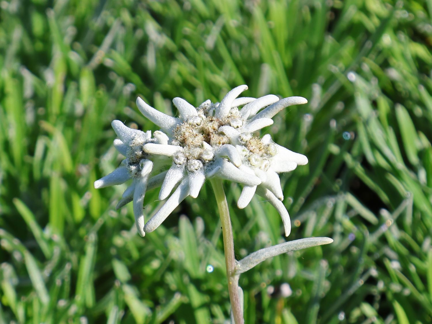 Edelweiß 'Alpine White'